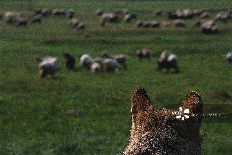 欧洲灰狼观察羊群图片素材