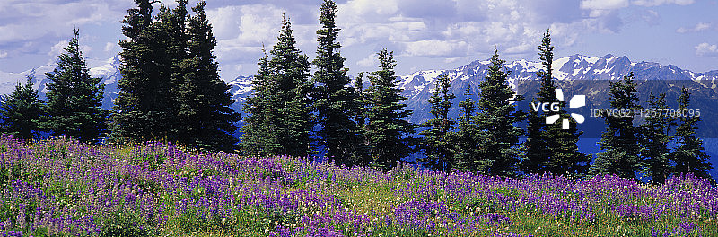 奥林匹克国家公园的羽扇豆野花图片素材
