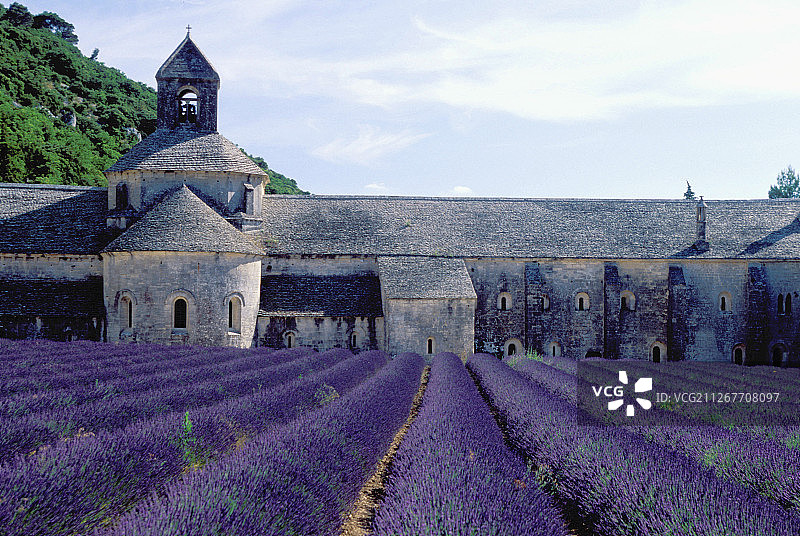 塞南克修道院的薰衣草田图片素材