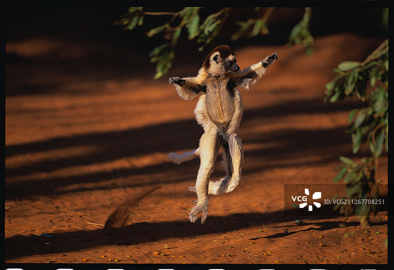 正在奔跑的维氏冕狐猴图片素材