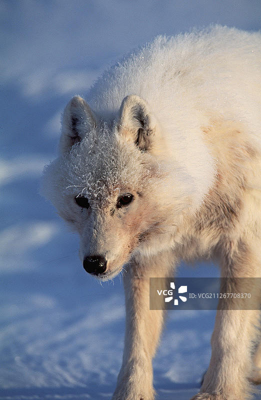 北极灰狼图片素材