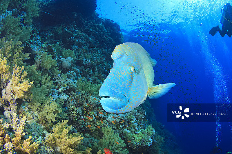 红海小兄弟岛附近海洋保护区中的隆头鱼图片素材