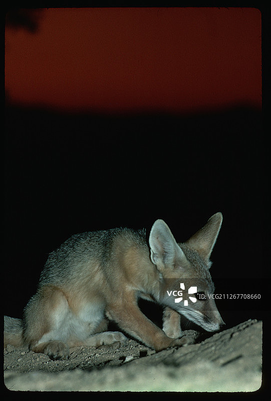 莫哈韦沙漠的狐狸图片素材