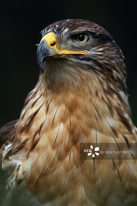 铁锈鹰头部和胸部的特写图片素材