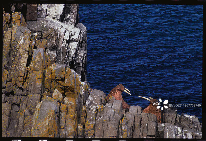 雄性海象的争斗图片素材