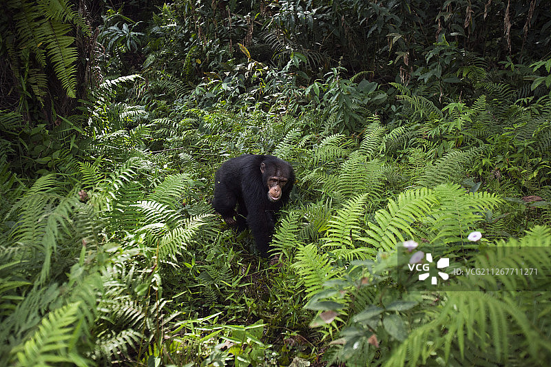 西部黑猩猩：13岁的年轻雄性“杰杰”穿过森林植被图片素材