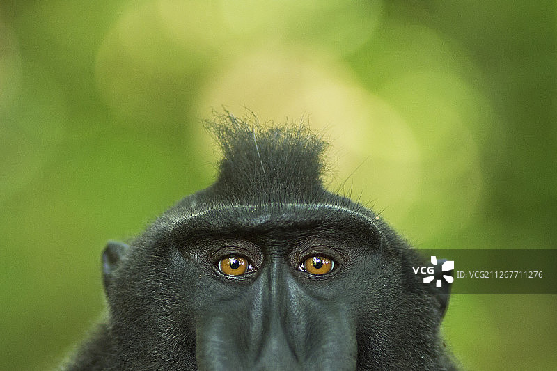 黑冠猕猴图片素材