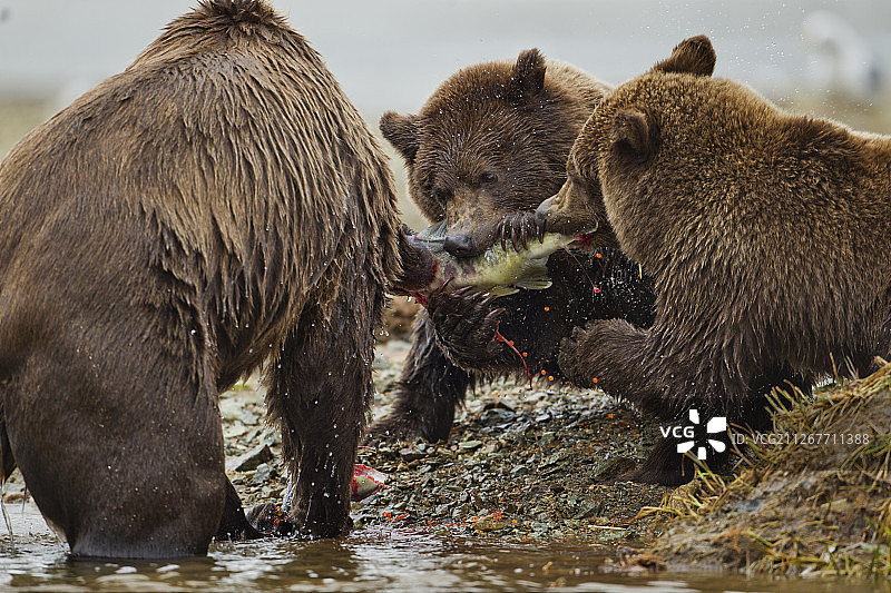 阿拉斯加卡特迈国家公园棕熊幼崽与母亲嬉戏图片素材