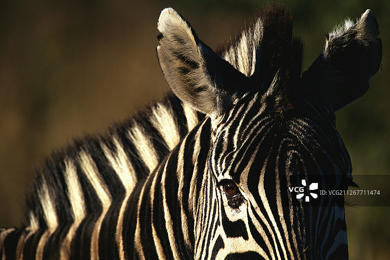 平原斑马特写图片素材