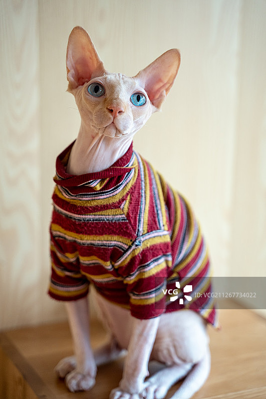 斯芬克斯猫图片素材