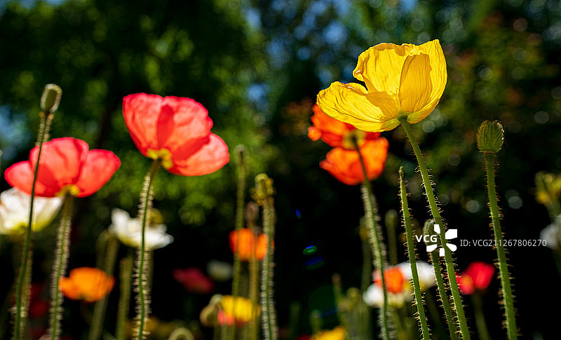 特写植物虞美人图片素材