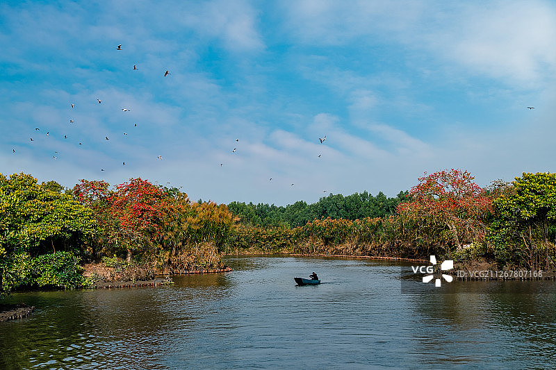 候鸟天堂南沙湿地图片素材