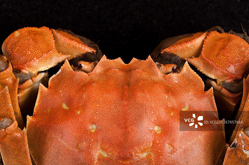 大闸蟹图片素材