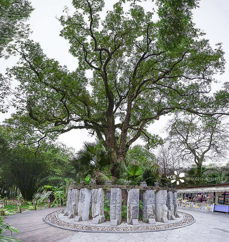 漓江訾洲岛明朝皇帝朱聿建种下一棵樟树图片素材