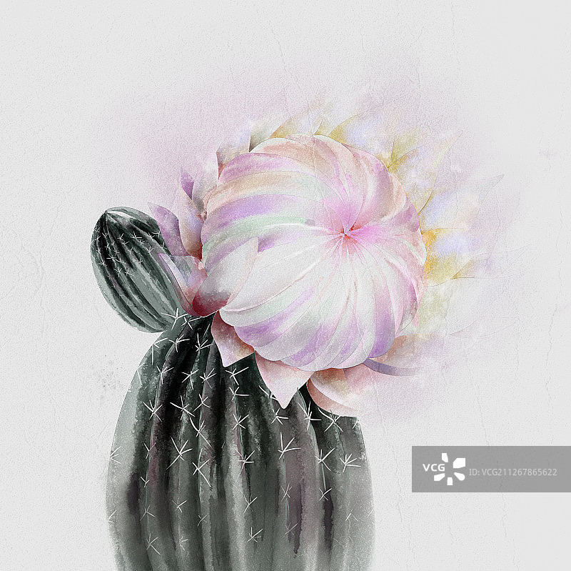霸王花图片素材