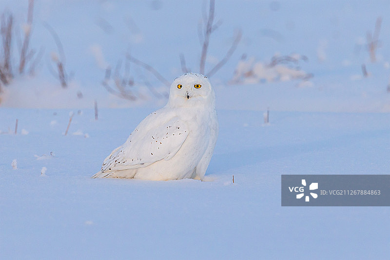 雪鸮图片素材