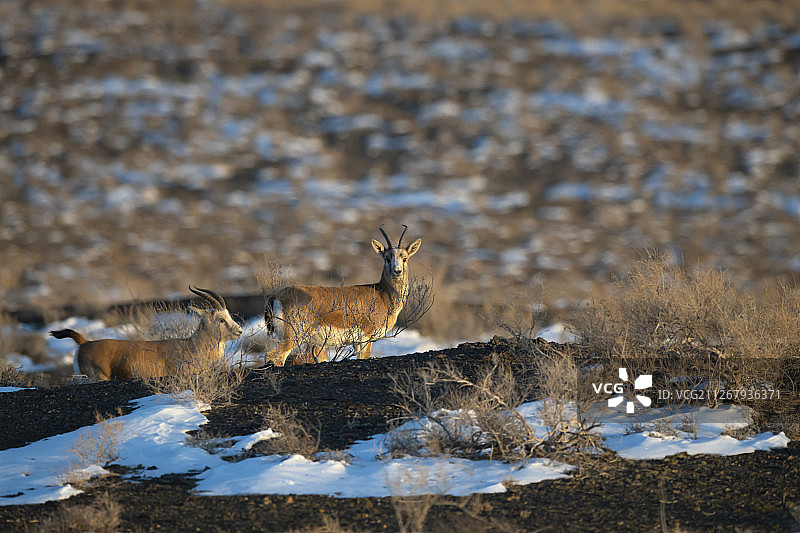 黑尾 gazelle，中国新疆卡拉麦里国家级自然保护区图片素材