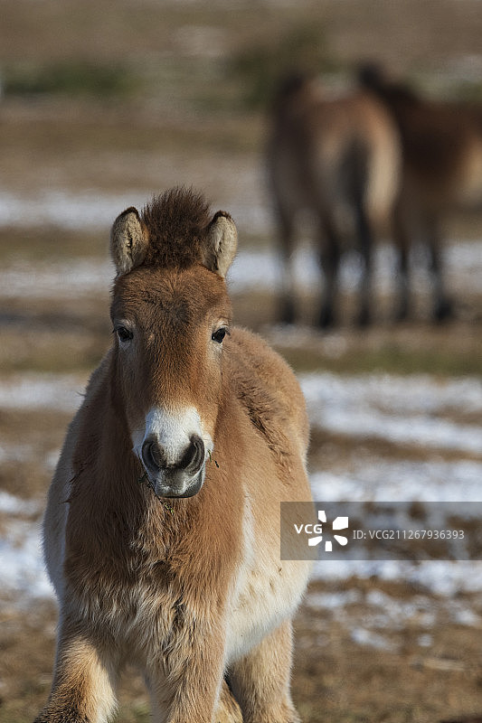 新疆卡拉麦里国家自然保护区蒙古野马图片素材