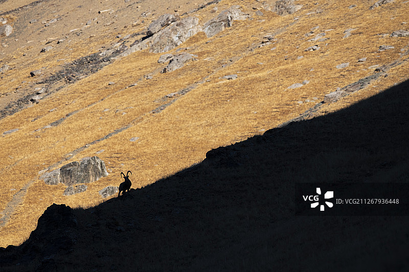 中国新疆天山山脉的西伯利亚北山羊图片素材