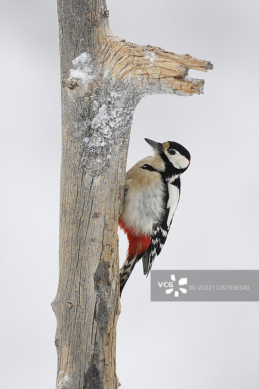 瑞典拉普兰大斑啄木鸟冬季森林图片素材