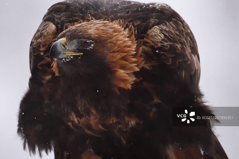 金雕，寒带针叶林冬季，位于瑞典拉普兰图片素材