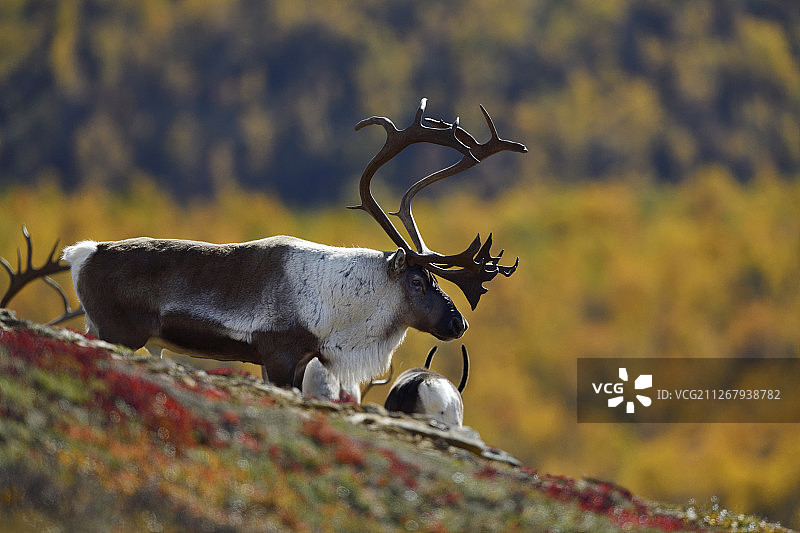 挪威弗罗尔霍格纳国家公园的野生山地驯鹿图片素材