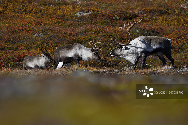 挪威弗罗尔霍格纳国家公园的野生山地驯鹿图片素材