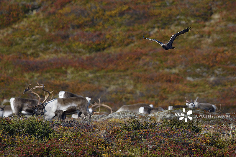 挪威弗罗尔霍格纳国家公园的野生山地驯鹿图片素材