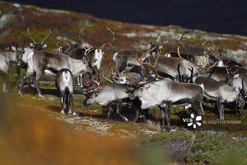 挪威弗罗尔霍格纳国家公园的野生山地驯鹿图片素材