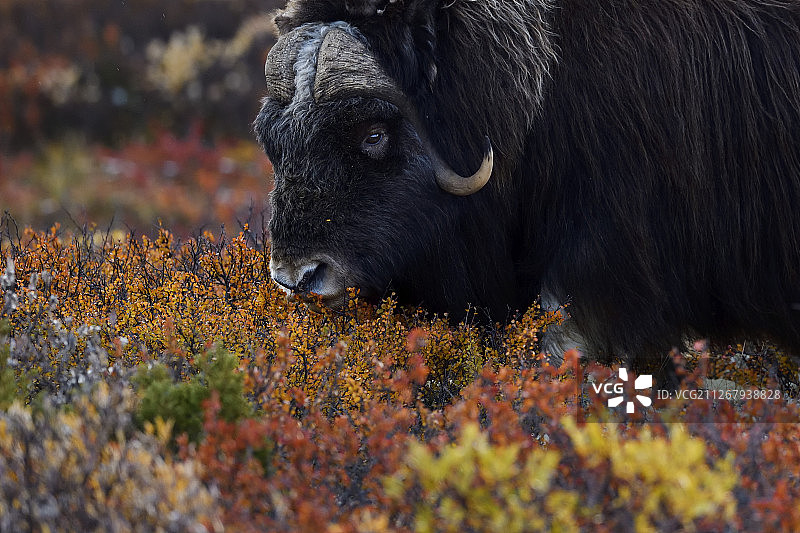 挪威多夫勒山国家公园的麝牛图片素材