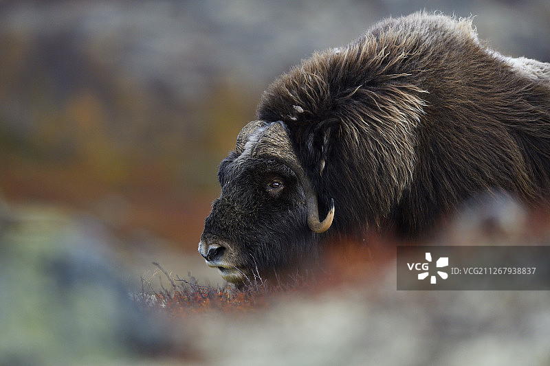 挪威多夫勒山国家公园的麝牛图片素材