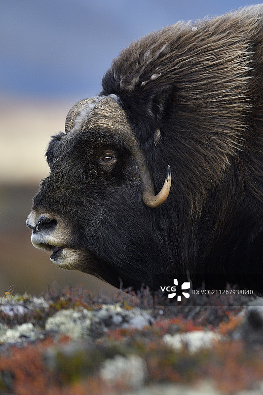 挪威多夫勒山国家公园的麝牛图片素材