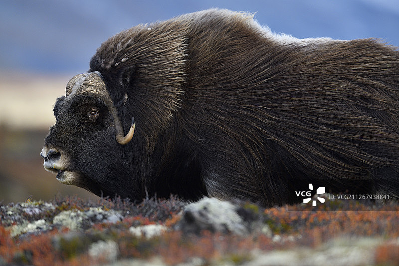挪威多夫勒山国家公园的麝牛图片素材