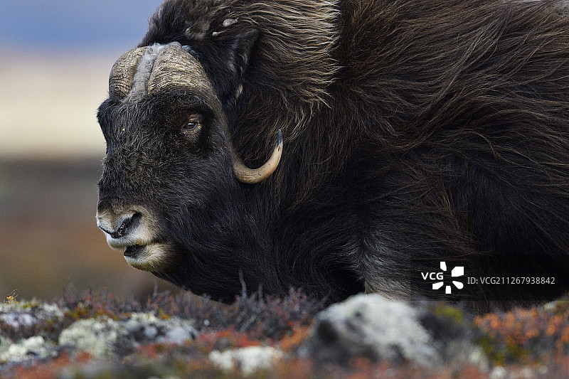 挪威多夫勒山国家公园的麝牛图片素材