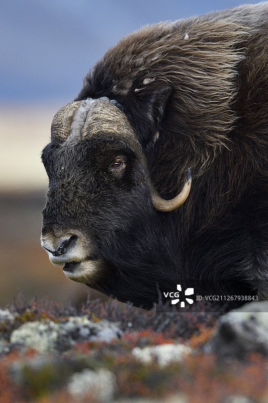 挪威多夫勒山国家公园的麝牛图片素材
