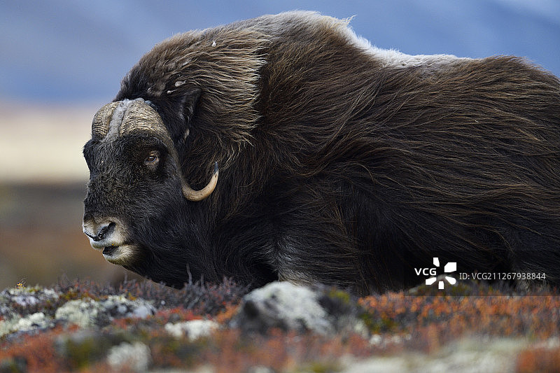 挪威多夫勒山国家公园的麝牛图片素材