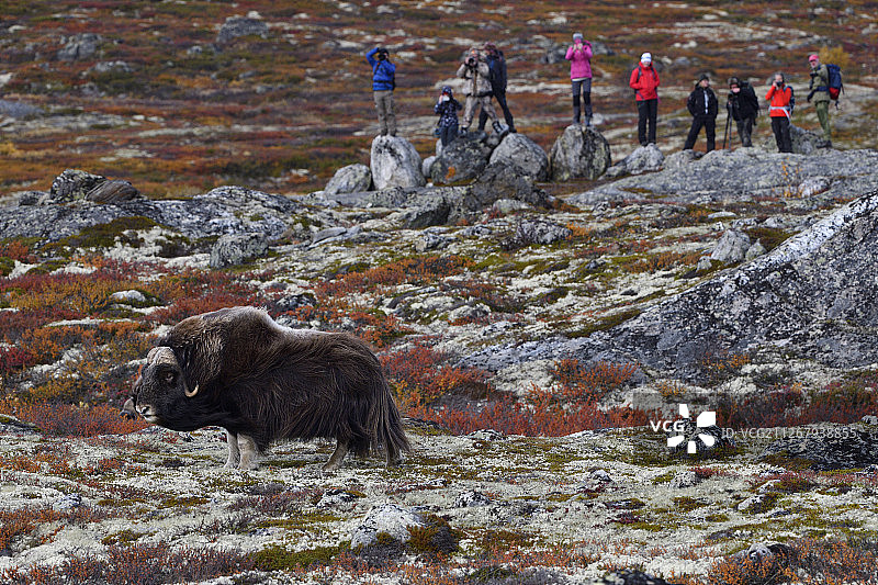 人们在多夫勒山国家公园观看麝牛图片素材