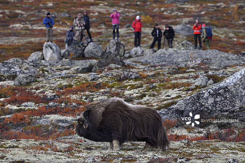 人们在多夫勒山国家公园观看麝牛图片素材