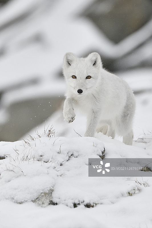 挪威多夫勒山国家公园里身穿白色冬装的年轻北极狐图片素材
