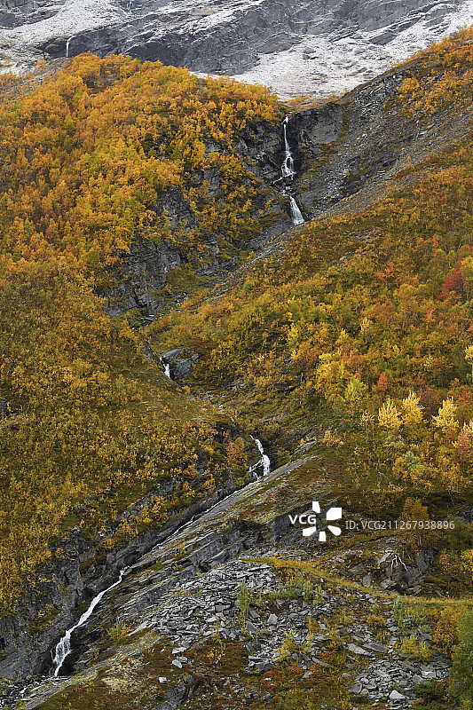 挪威多夫勒山国家公园的山地桦树秋色图片素材