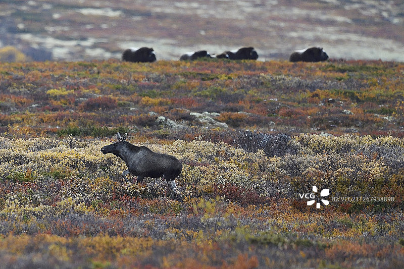 挪威多夫勒山国家公园的驼鹿图片素材