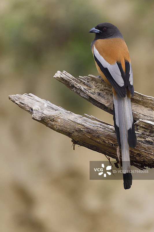 游荡树鹊，摄于印度拉贾斯坦邦伯拉德布尔凯奥拉德奥加纳国家公园图片素材