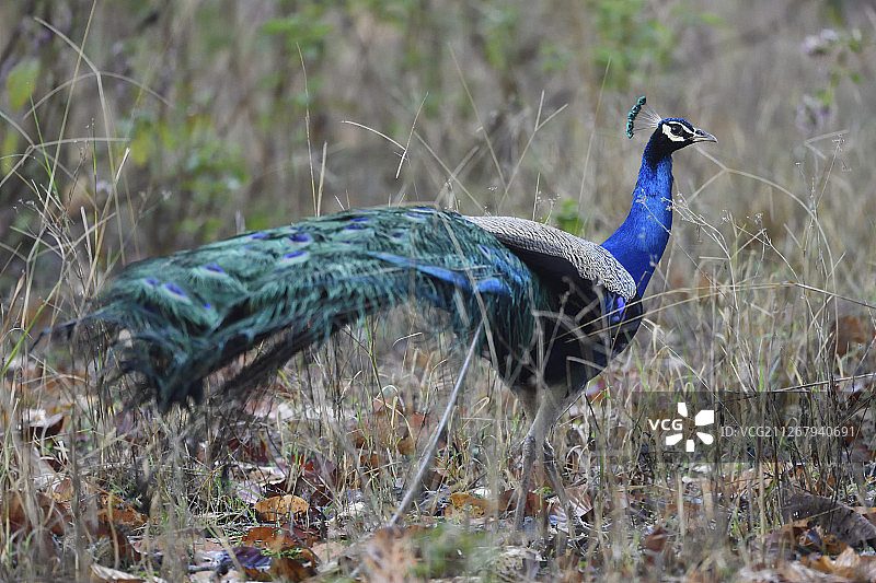 印度孔雀或蓝孔雀（Pavo cristatus），坎哈国家公园和老虎保护区，中央邦，印度图片素材
