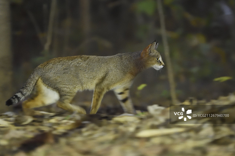 印度中央邦坎哈国家公园和老虎保护区的丛林猫图片素材