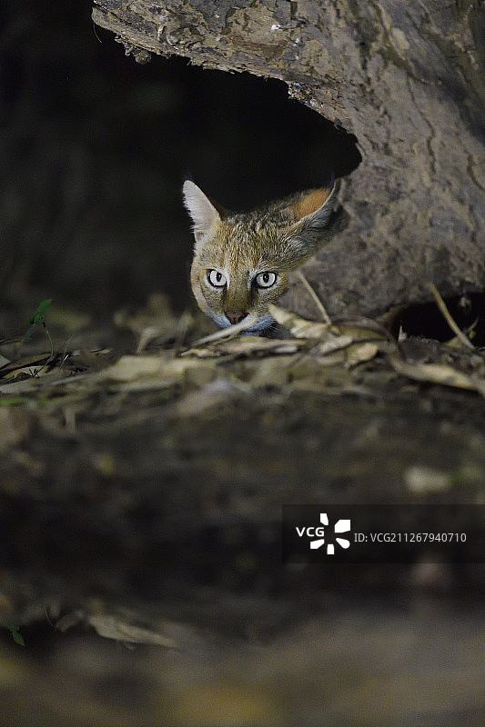 印度中央邦坎哈国家公园和老虎保护区的丛林猫图片素材