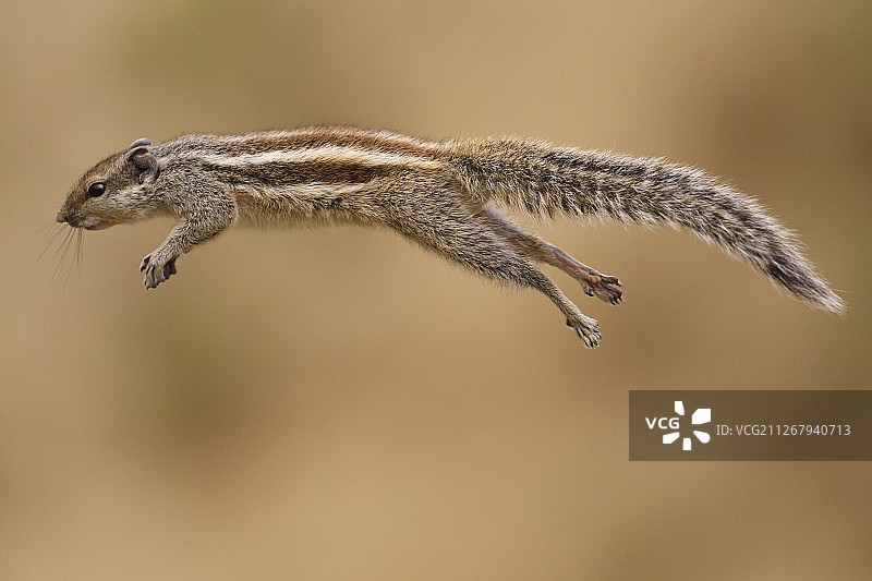 印度拉贾斯坦邦凯奥拉德奥加纳国家公园的北方棕榈松鼠图片素材