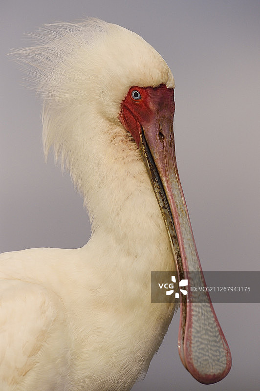 有白色羽毛的鸟图片素材