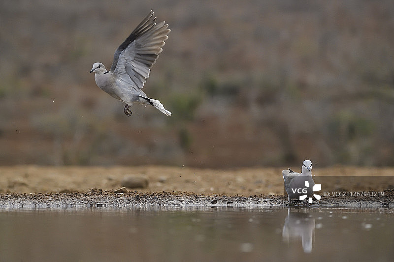 水中飞翔的鸽子图片素材