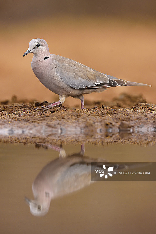 水中倒影与鸽子图片素材