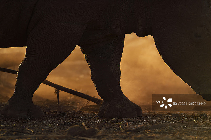 犀牛的脚图片素材